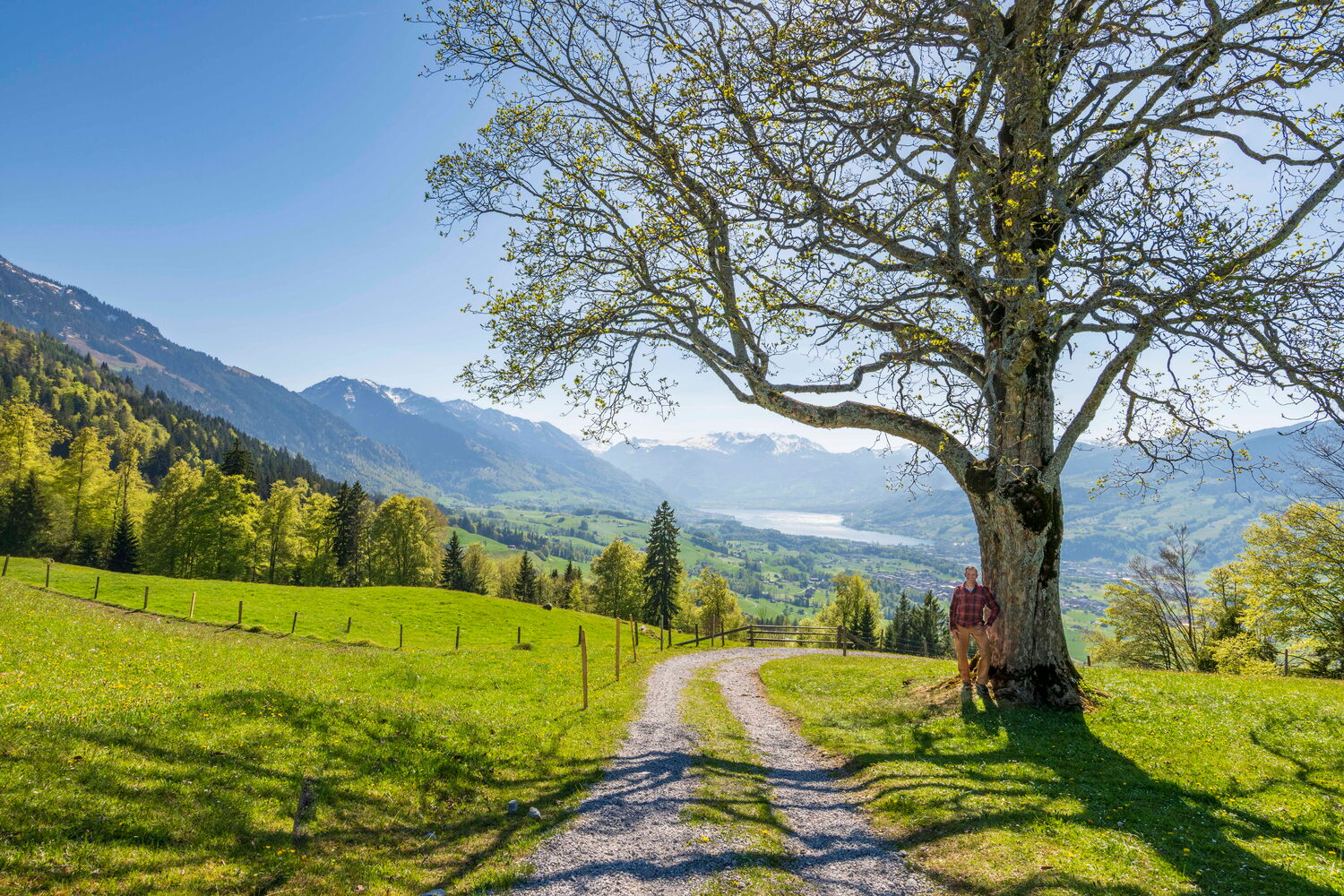 Schöne Berglandschaft mit Mathias Hediger, der vor einem grossen Baum steht.